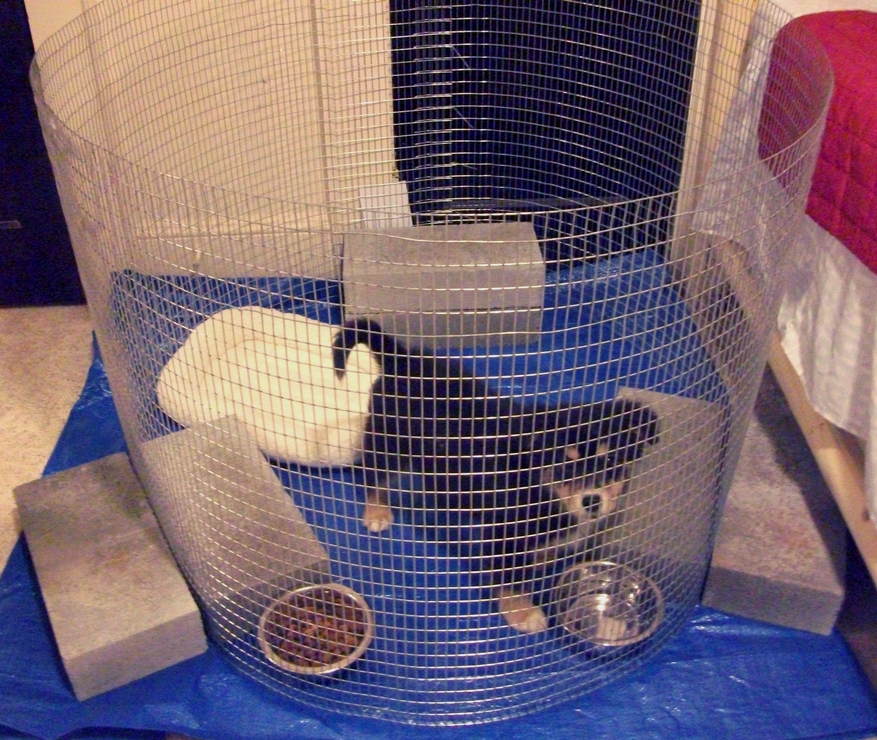 Rocky in jail - January 2015